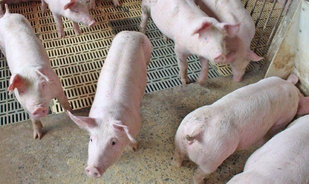 Foto: Divulgação Maior produtor nacional de carne suína, Santa Catarina mantém crescimento nas exportações e amplia em 54% o faturamento com os embarques em abril. No último mês, o agronegócio catarinense exportou mais de 50 mil toneladas de carne suína, 