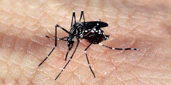 Casos de dengue caem 80% no DF em 2021