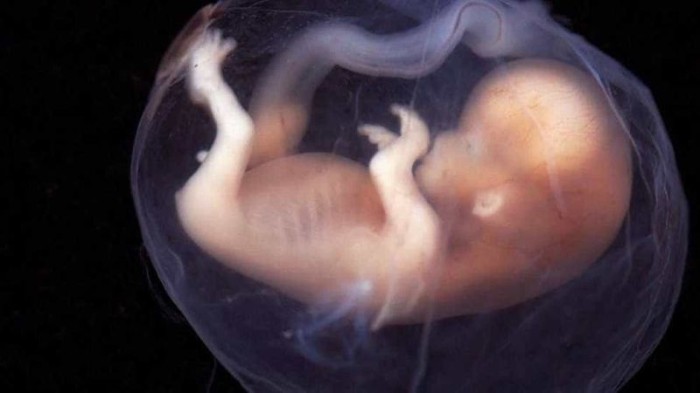 Estudo mostra efeitos da covid-19 na placenta e reflexos nos fetos
