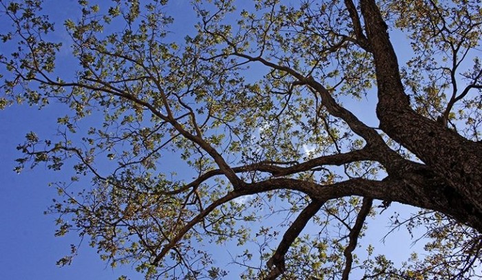 Última semana de outono será de tempo firme e temperaturas agradáveis em MS