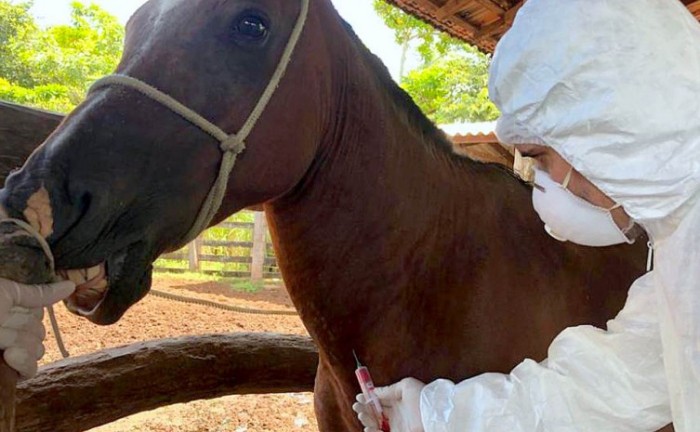 Produtor deve tomar cuidados no manuseio de animais infectados - Foto: Adapec/Governo do Tocantins
