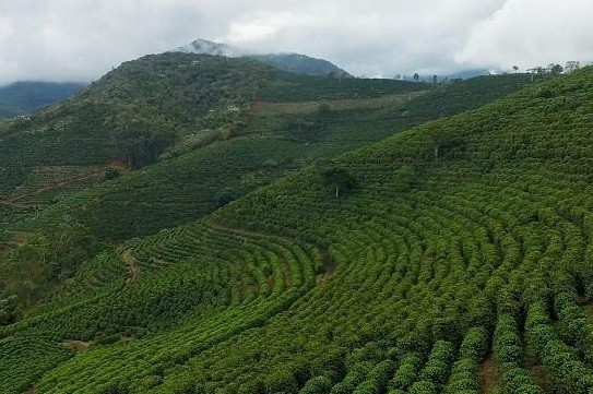 Divulgação / Emater-MG
