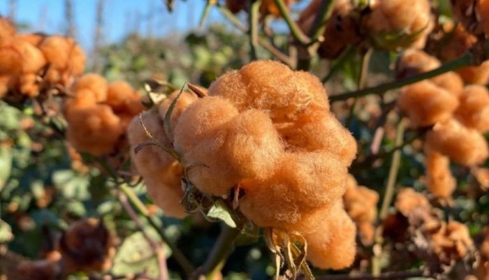O algodão é uma das culturas da região do Matopiba - (Foto: Empaer (Empresa Mato-grossense de Pesquisa, Assistência e Extensão Rural))
