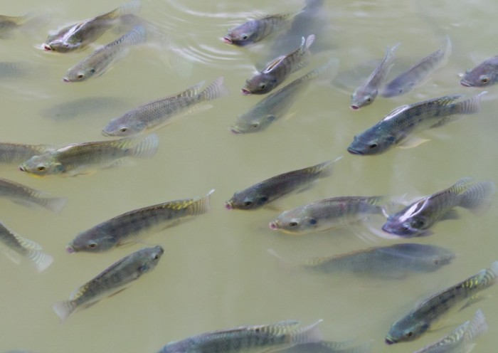Arquivo / Seapa