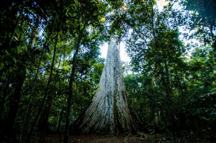 Floresta Amazônica - Foto por: Francisco Alves