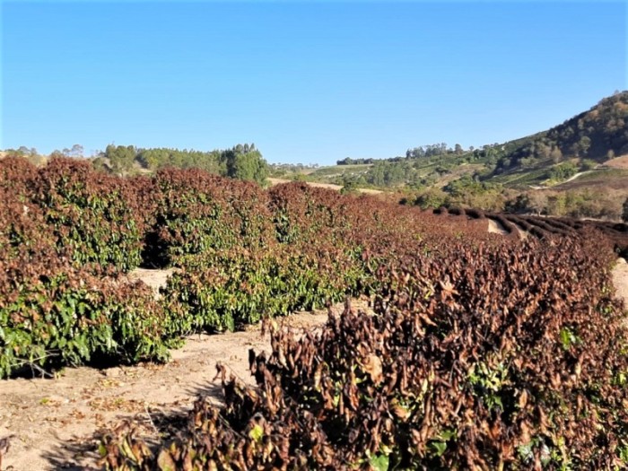 Divulgação / Emater-MG