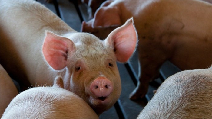 Reprodução / Pixabay