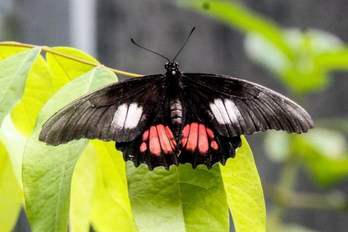 Brasil tem cerca de 20% do total de espécies do mundo - (Foto: Marcelo Seabra/Agência Pará)