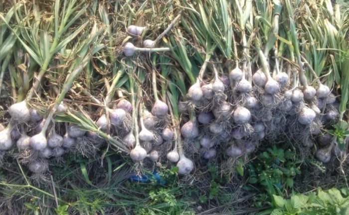 Divulgação / Emater - MG 