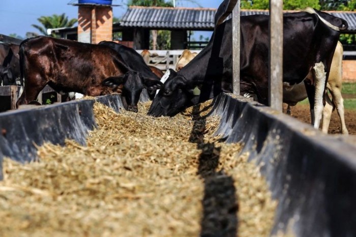 Cedes fará debate sobre agropecuária - (Foto: Bruno Cecim/Agência Pará)