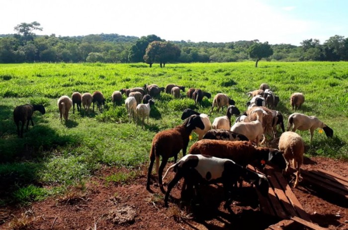 Causada por vírus, a febre aftosa é uma das doenças infecciosas mais contagiosas dos animais, atingindo bovinos, caprinos, ovinos e suínos - Custódio Antônio Carvalho Júnior/Senar MS