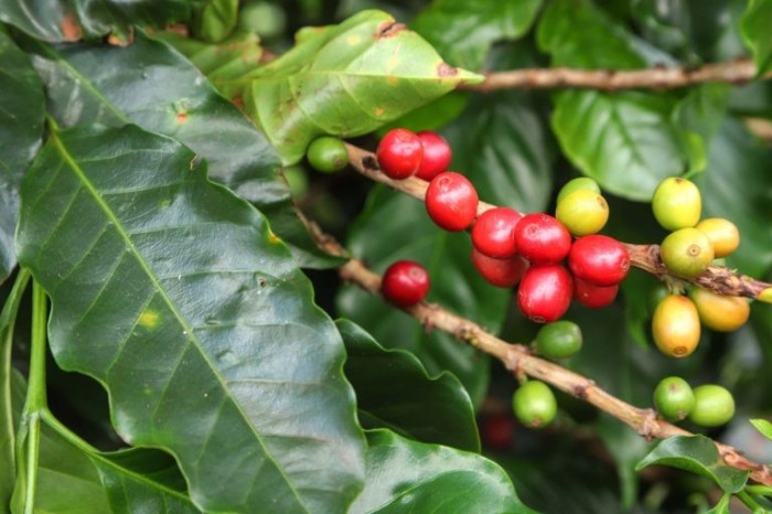 A produção de café foi uma das culturas afetadas pela geada - (Foto: Stock.XCHNG)