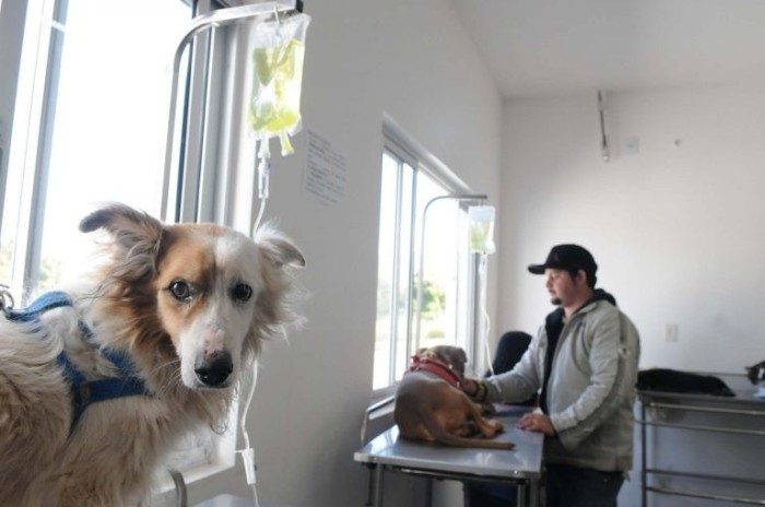 Atualmente, não é exigida fiscalização da vigilância sanitária em hospitais veterinários - (Foto: Tony Winston/Agência Brasília)