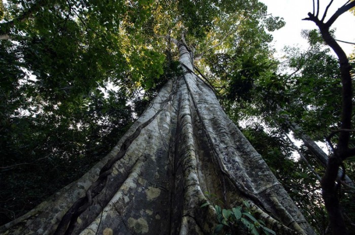 Árvore em área protegida de Floresta Amazônica, em Rondônia: fundo seria instituído por lei federal - Mário Vilela/Funai