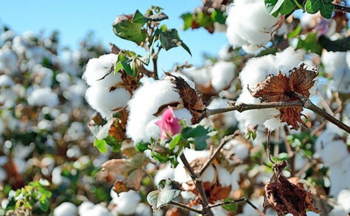 Neste ano, a cotonicultura no Estado ocupou uma área de 3.121 hectares - Foto: Adapec/Governo do Tocantins
