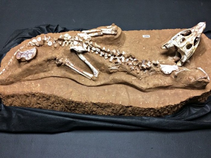 Fóssil de espécie de crocodilo encontrada no geossítio arqueológico de Peirópolis, distrito de Uberaba (MG) - (Foto: Neto Talmeli/Prefeitura de Uberaba-MG)