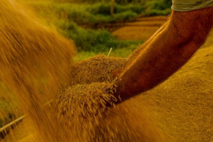 Comissão debate aproveitamento de créditos presumidos por produtores de arroz