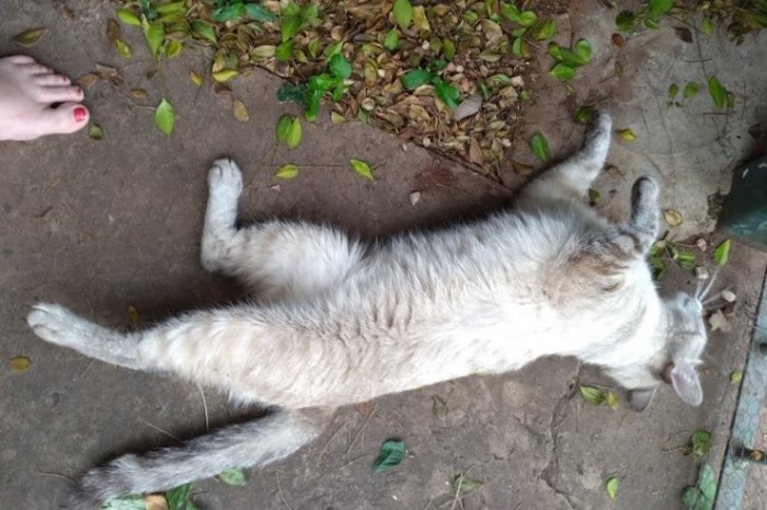 Dezembro verde: Campanha reforça educação ambiental e cuidado com os animais