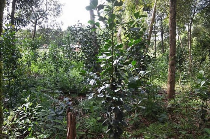 A erva-mate sombreada é cultivada entre outros tipos de vegetações, entre elas a mata nativa - Prefeitura Municipal de Cruz de Machado