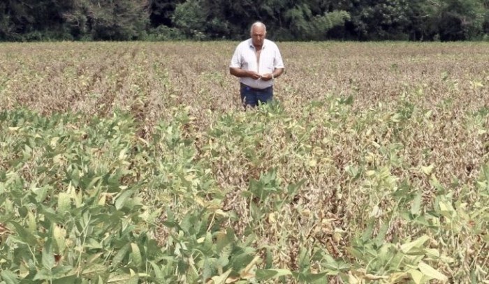 Decreto de emergência do governo ajuda produtores rurais a reduzir prejuízos em função da estiagem
