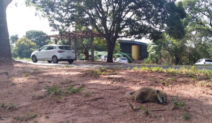 PMA captura e resgata quase 8 bichos por dia em MS; número de animais silvestres na área urbana dobrou em 3 anos
