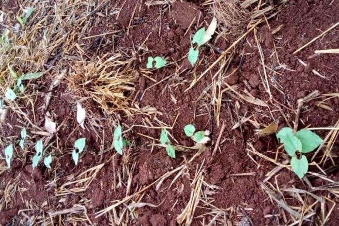 Foto: IDR-PARANÁ
