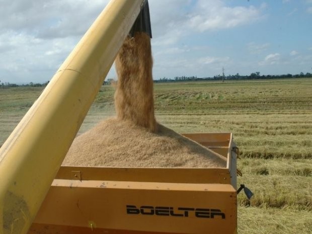 Epagri sedia abertura oficial da colheita de arroz na sexta, 11, em Itajaí