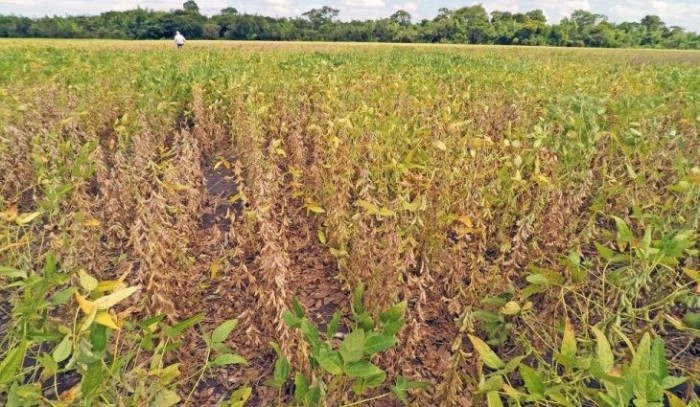 Governo federal reconhece situação de emergência em 33 municípios devido à estiagem