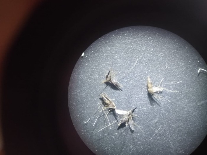 Pesquisa apoiada pelo Governo do Estado avalia método de controle e eliminação da malária no Amazonas