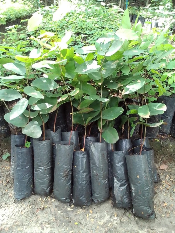 Aprovado PL que institui Programa de Florestamento, Reflorestamento e Educação Ambiental no Ceará