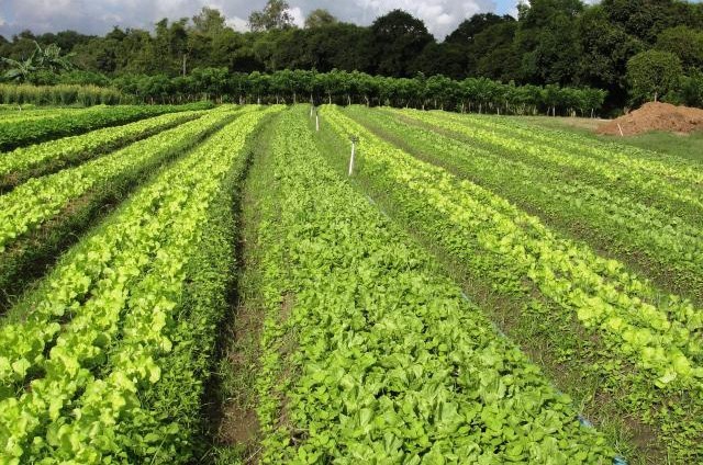 Hortaliças orgânicas em Seropédica (RJ); projeto de Jaques Wagner estimula produção de bioinsumos - Ana Lucia Ferreira/Embrapa