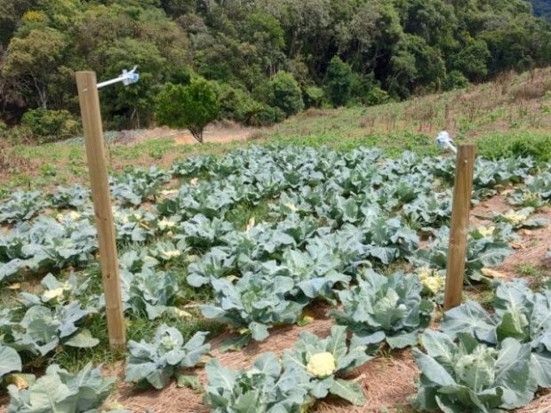 Pesquisa avalia emissão de gases de efeito estufa no plantio de hotaliças