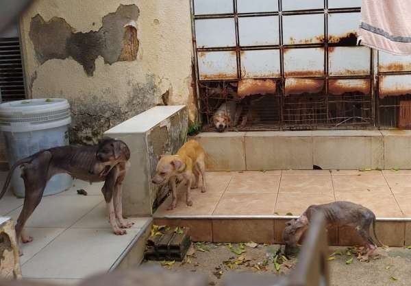 Polícia Civil resgata 14 cães em situação de maus-tratos no bairro Conjunto Esperança