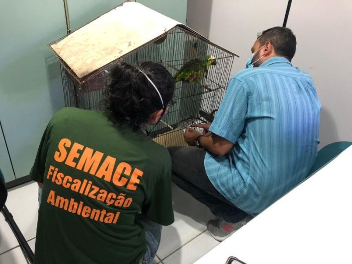 Em Fortaleza, sete aves mantidas em cativeiro irregular são resgatadas pela Semace e BPMA