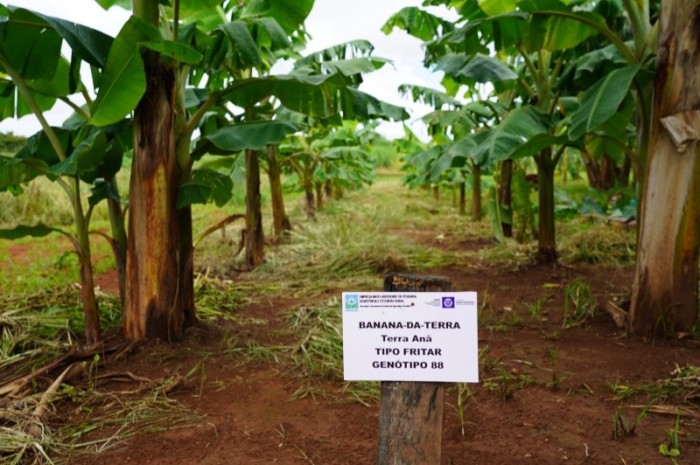 Jardim clonal de bananas do Horto é ampliado e mudas integrarão Programa Frutifica Lucas