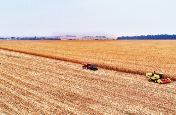 Valor Bruto da Produção Agropecuária de MS apresenta crescimento de 17,85% nos últimos 3 anos