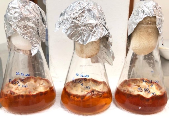 Pesquisa apoiada pela Fapeam identifica 50 fungos amazônicos que podem ser usados como colorantes naturais