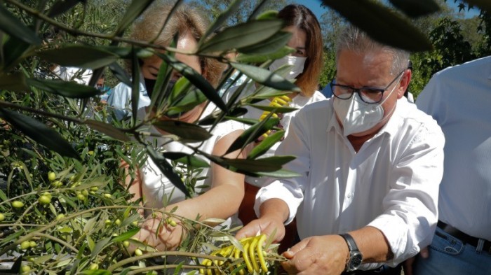 Ranolfo participa da abertura da colheita da oliva, em Viamão 
