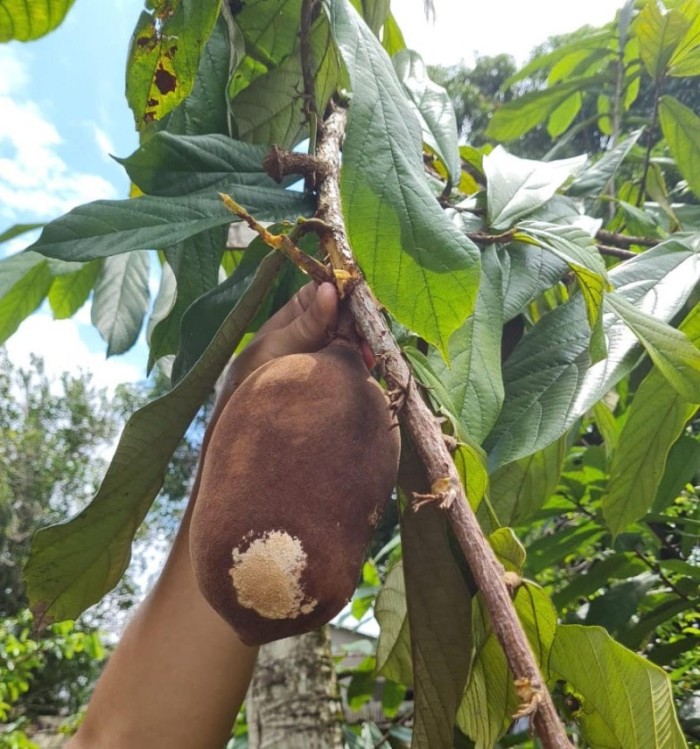 Governo do Acre trabalha na erradicação da monilíase, doença do cacau e cupuaçu