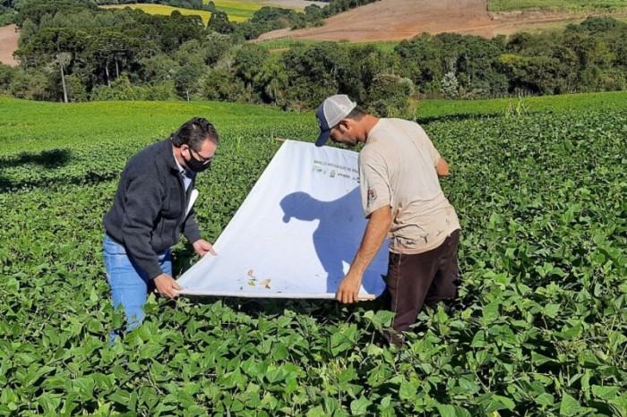 Secretaria da Agricultura alerta pecuaristas sobre os cuidados com pragas das pastagens
