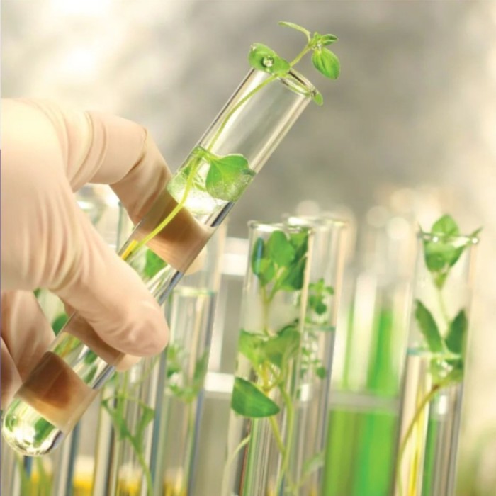 Sedecti e Cabsin realizam 1° Congresso Pan-Americano de Plantas Medicinais e Saúde Integrativa