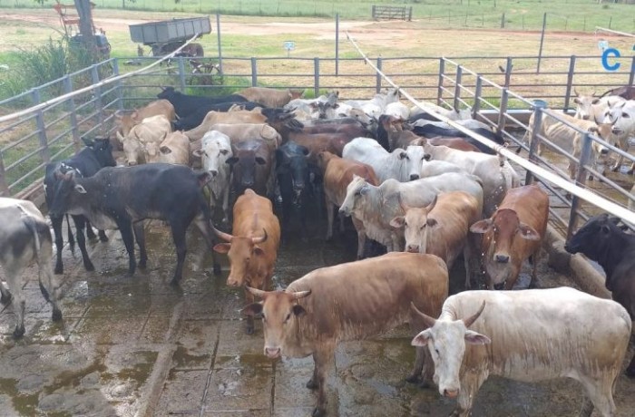 Com incentivo do Governo de MS, produção de carne orgânica e sustentável é realidade no Pantanal