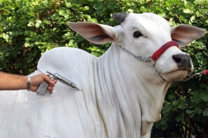 Vacinação contra febre aftosa terá nova estratégia em 2022