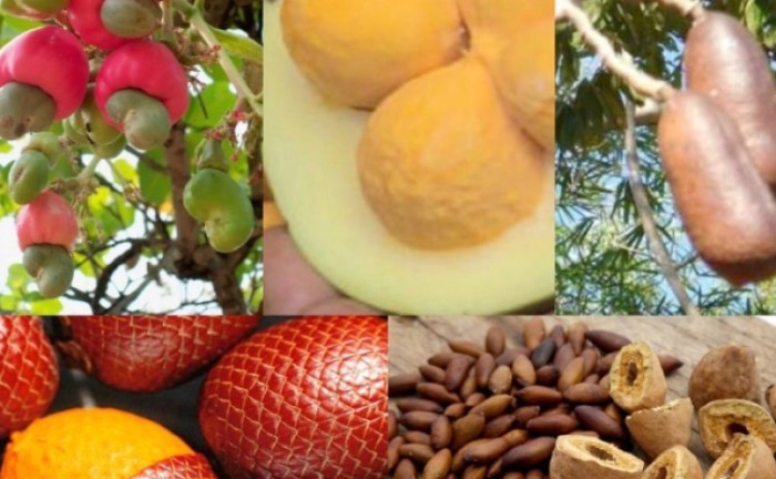 Governo do Tocantins apoia exposição e comercialização de produtos agroextrativistas 