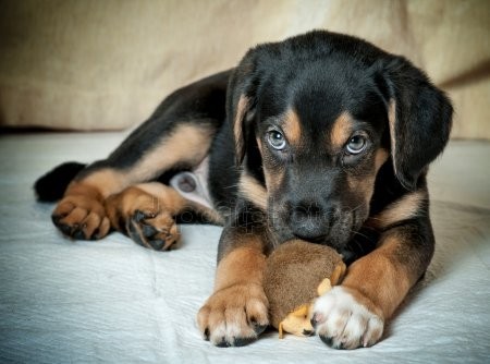 Convivência com animal de estimação faz bem em todas as fases da vida