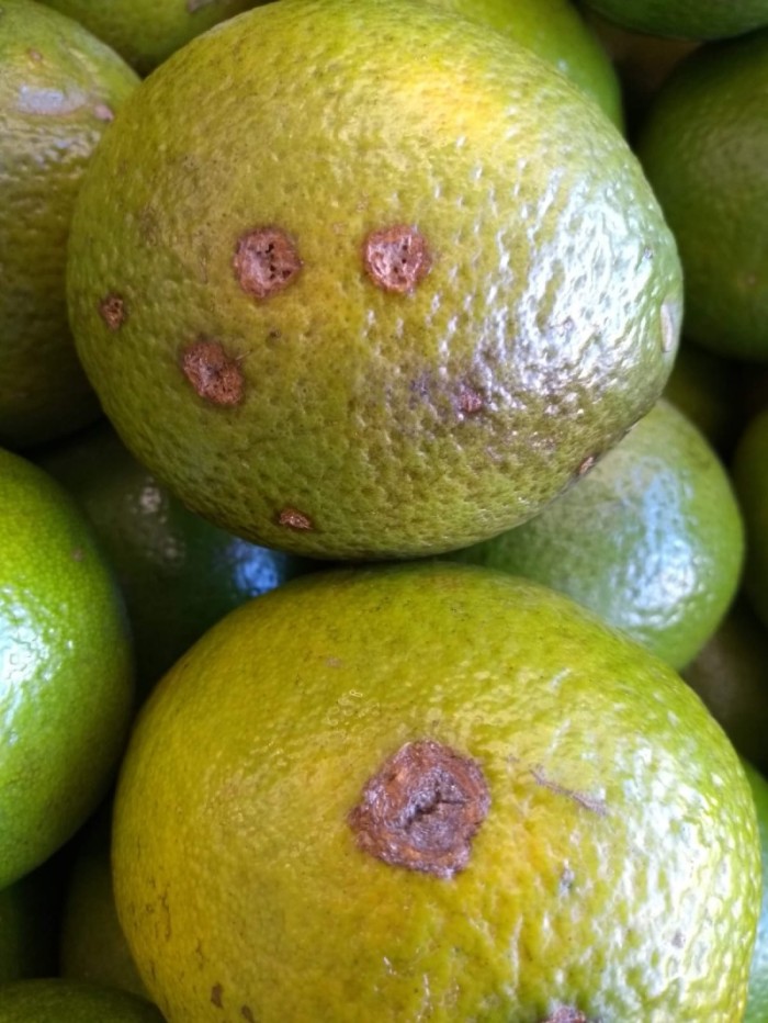 Monitoramento de praga em frutas cítricas é intensificado em MG