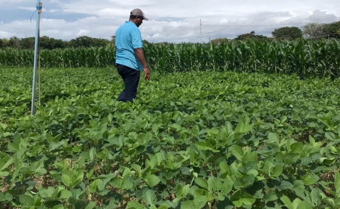 Expositores cultivam vitrines de sementes de grãos com qualidades produtivas para a Agrotins 2022