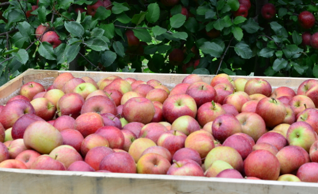 Santa Catarina espera colher a melhor safra da maçã da história