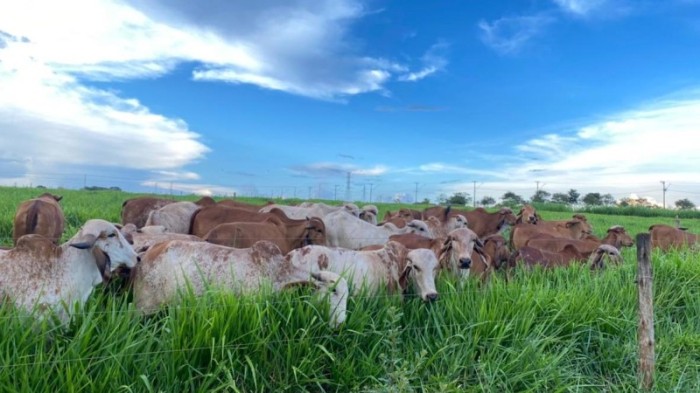 Governo de Minas amplia oportunidades de crescimento de exportações de carne bovina para mercado israelense