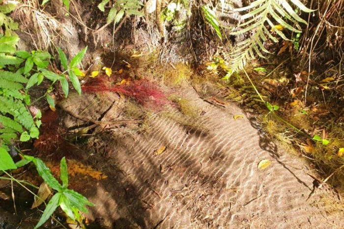 Projeto de agricultura sustentável do Miringuava ganha corpo na Região Metropolitana de Curitiba
